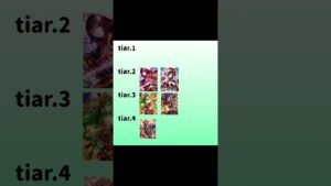 戦国炎舞　慈善の美徳　Tiarランキング　2022/12 ＃戦国炎舞　#慈善の美徳